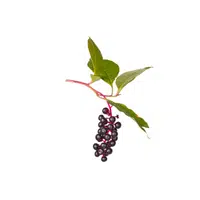 Inkberry | Shrub Plants Names