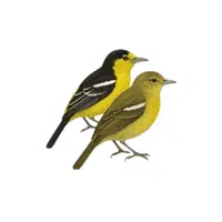 Iora