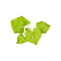 Ivy gourd | Seasonal Vegetables Names