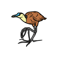 Jacana