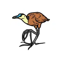 Jacana