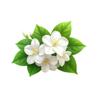 Jasmine | Flowering Shrubs Names