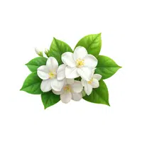 Jasmine | Shrub Plants Names