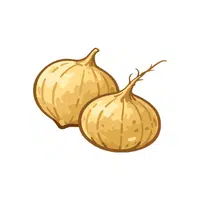 Jicama | Seasonal Vegetables Names