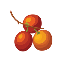 Jujube