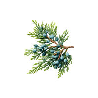 Juniper | Flowering Shrubs Names