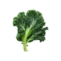 Kale | Seasonal Vegetables Names