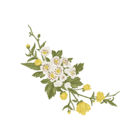 Kerria | Flowering Shrubs Names
