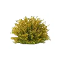 Kerria | Shrub Plants Names