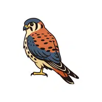 Kestrel