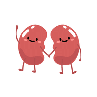 Kidney