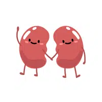 Kidney