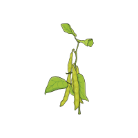 Kidneybean | Pod Vegetables Names