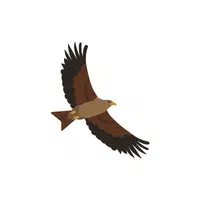 Kite | Migratory Birds Names