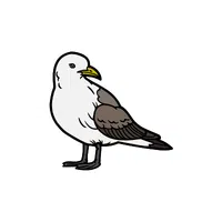 Kittiwake | Arctic Birds Names