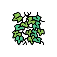 Kudzu | Rhizome Vegetables Names