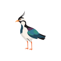 Lapwing | Migratory Birds Names