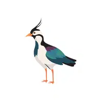 Lapwing | Migratory Birds Names