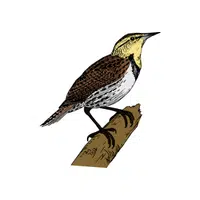 Lark