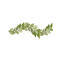 Laurel | Shrub Plants Names