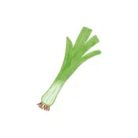Leek | Seasonal Vegetables Names
