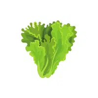 Lessergal | Rhizome Vegetables Names