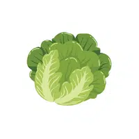 Lettuce | Seasonal Vegetables Names
