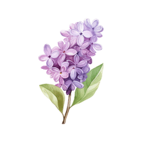 Lilac | Flowering Shrubs Names