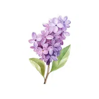 Lilac | Shrub Plants Names