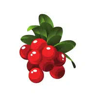 Lingonberry | Mountain Fruits Names