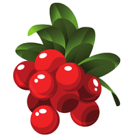 Lingonberry | Autumn Fruits Names
