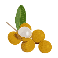 Longan | Autumn Fruits Names