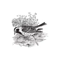 Longspur | Arctic Birds Names