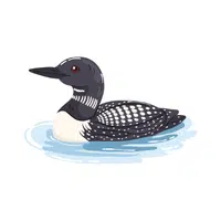 Loon | Arctic Birds Names