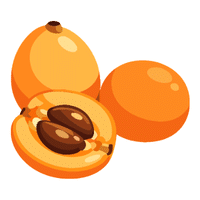 Loquat | Autumn Fruits Names