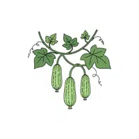 Luffa | Seasonal Vegetables Names