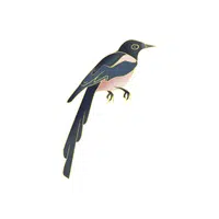 Lyrebird