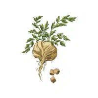 Maca | Tuber Vegetables Names