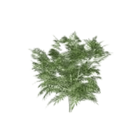 Mahonia | Flowering Shrubs Names