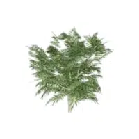 Mahonia | Shrub Plants Names