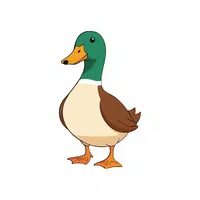 Mallard | Arctic Birds Names