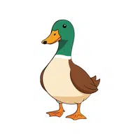 Mallard | Migratory Birds Names