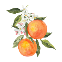 Mandarin | Autumn Fruits Names