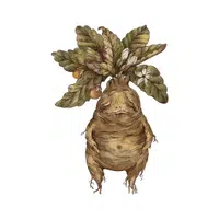 Mandrake