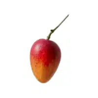 Mangaba | Coastal Fruits Names