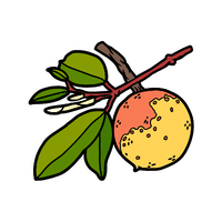 Mangaba | Island Fruits Names