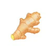 Mangoginger | Rhizome Vegetables Names