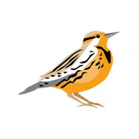 Meadowlark