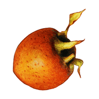 Medlar | Autumn Fruits Names