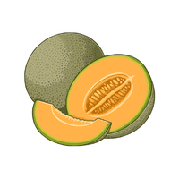 Melon | Spring Fruits Names